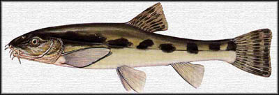 Nemacheilus angorae